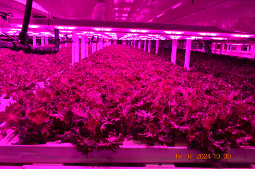 farm-summer-2024-7